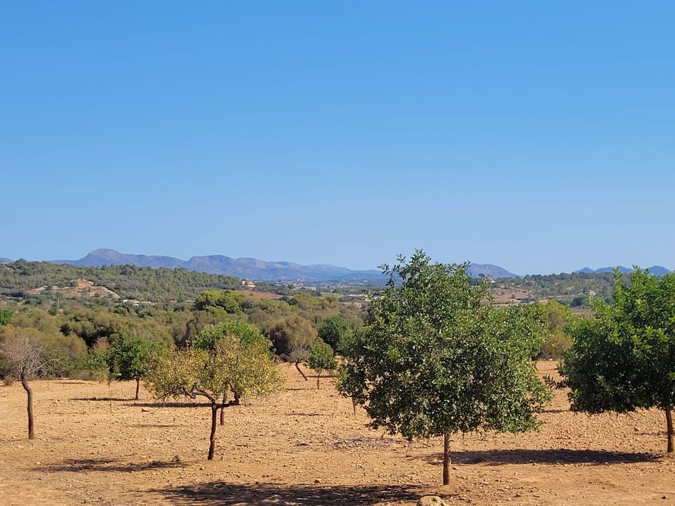 Helårsgrund i Manacor, Mallorca - foto 3
